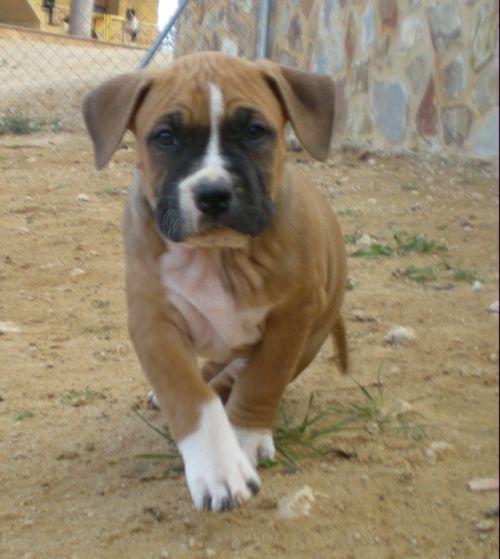 Cachorras American Staffordshire Terrier