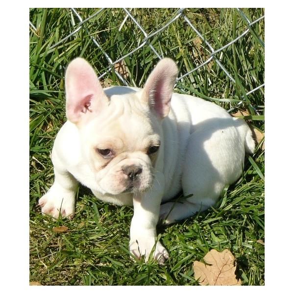 cachorrillos de bulldog frances, 195  son excelentes