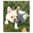 cachorrillos de bulldog frances, 195 son excelentes - mejor precio | unprecio.es