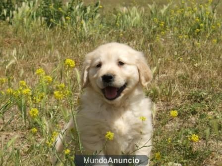 Cachorros golden retriever