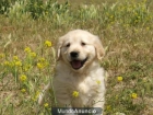 Cachorros golden retriever - mejor precio | unprecio.es