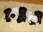 CAMADA DE CACHORROS BULLDOG FRANCES - mejor precio | unprecio.es
