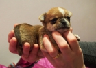 Chihuahuas de Medina Belda - mejor precio | unprecio.es
