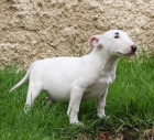 me encantaria que me rregalen bull terrier Vendo Bull Terrier, unos cachorritos excelentes - mejor precio | unprecio.es