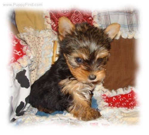 PRECIOSA HEMBRITA DE YORKSHIRE TERRIER