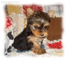 PRECIOSA HEMBRITA DE YORKSHIRE TERRIER - mejor precio | unprecio.es