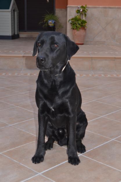 Regalo labrador retriever negro