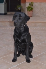 Regalo labrador retriever negro - mejor precio | unprecio.es