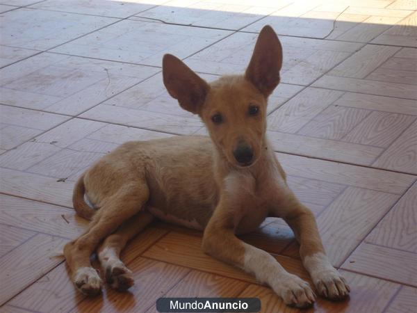 REGALO PODENCOS CON 3 MESES Y MEDIO