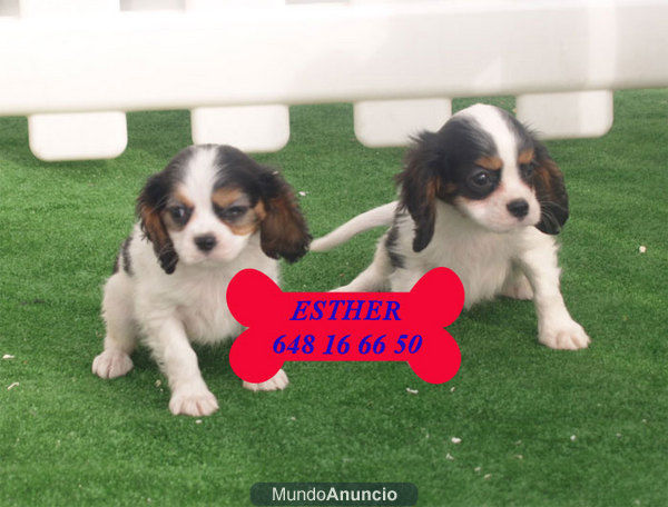 Tu Cavalier, tu cachorro ¡¡garantías!!