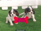 Tu Cavalier, tu cachorro ¡¡garantías!! - mejor precio | unprecio.es