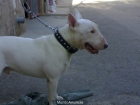 urge!! bull terrier vendo o cambio - mejor precio | unprecio.es