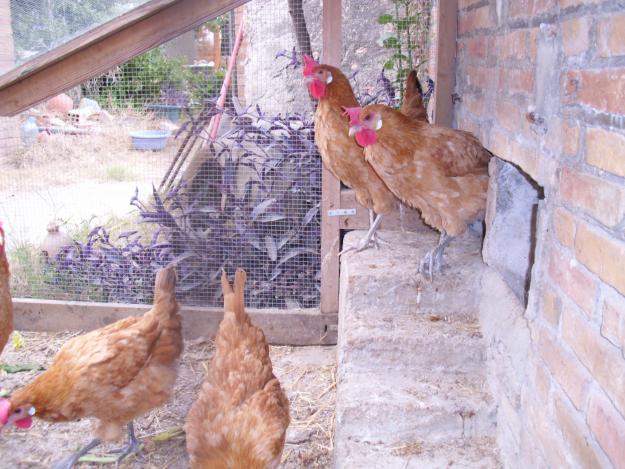 VENDO GALLINAS DE RAZA