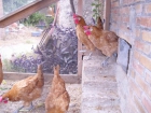 VENDO GALLINAS DE RAZA - mejor precio | unprecio.es