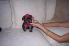 Yorkshire terrier  150 - mejor precio | unprecio.es