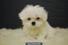 Bichon maltes Cachorros de maxima calidad para entregar - mejor precio | unprecio.es
