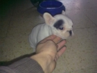 bulldog frances toy - mejor precio | unprecio.es