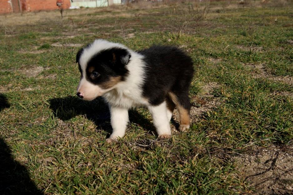 Cachorro border collie