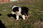 Cachorro border collie - mejor precio | unprecio.es