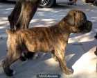 CACHORRO BOXER MACHO ATIGRADO - mejor precio | unprecio.es