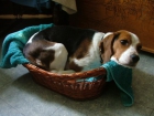 Cachorros de Beagles criados en una familia con niños - mejor precio | unprecio.es
