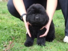 Cachorros de Terranova 450€ - mejor precio | unprecio.es