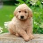 Golden retriever de VillaCarsan - mejor precio | unprecio.es