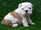 Libre: Dos Healthy Un KC cachorros Bulldog Inglés Disponible - mejor precio | unprecio.es