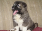 Perro de montaña del Cáucaso para la adopción - mejor precio | unprecio.es