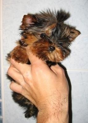 regalo  reyes regalo yorkshire toy 603 28 37 39