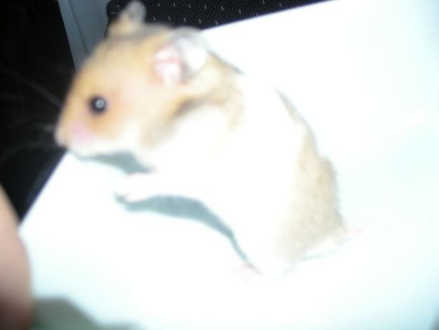 se vende urgente 6 hamsters dorados