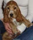 Vendo Cocker Spaniel Inglés (Macho, 2 meses y medio) - mejor precio | unprecio.es