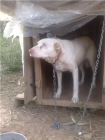 AYUDA PERRITA BARCELONA ENTRE PALETS - mejor precio | unprecio.es