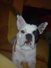 Bulldogs frances para montas!! - mejor precio | unprecio.es