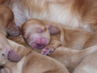 Camada de cachorros  de cocker spaniel inglés - mejor precio | unprecio.es