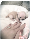 Criadora de Chihuahuas vende preciosos cachorros a muy buen precio!! - mejor precio | unprecio.es