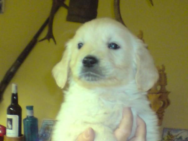 Excelente camada de golden retriever.