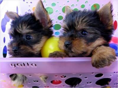 Hombres y mujeres Libre Yorkie cachorros de buenas Inicio