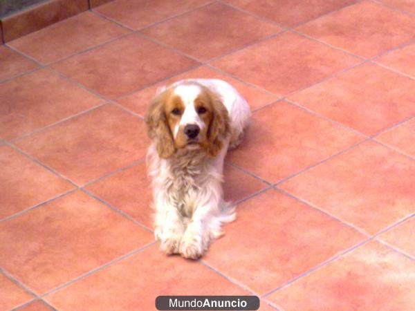 REGALO COOQUER SPANIEL