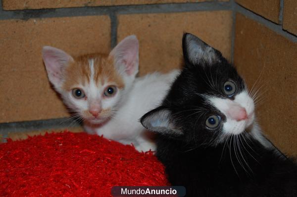 Regalo gatitos i gatitas bien cuidados,suaves y muy buenos