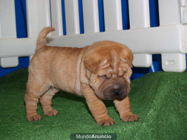 Shar-pei, sensacionales cachorros