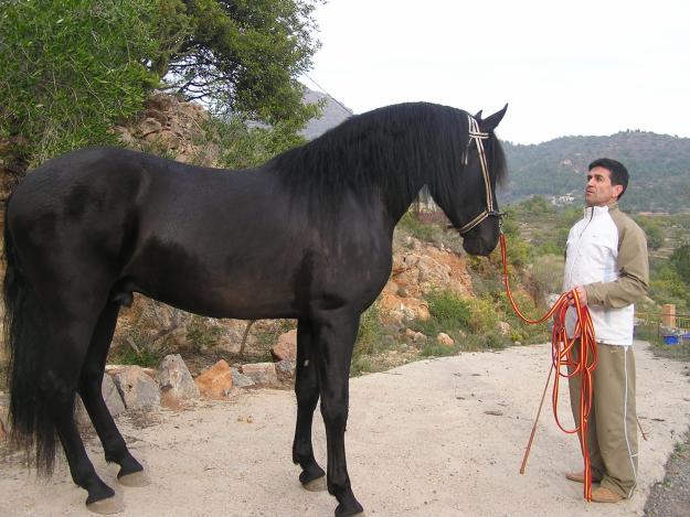 vendo caballos de pura  raza española