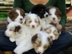 Próxima Camada Australian Shepherd Máxima Calidad - mejor precio | unprecio.es