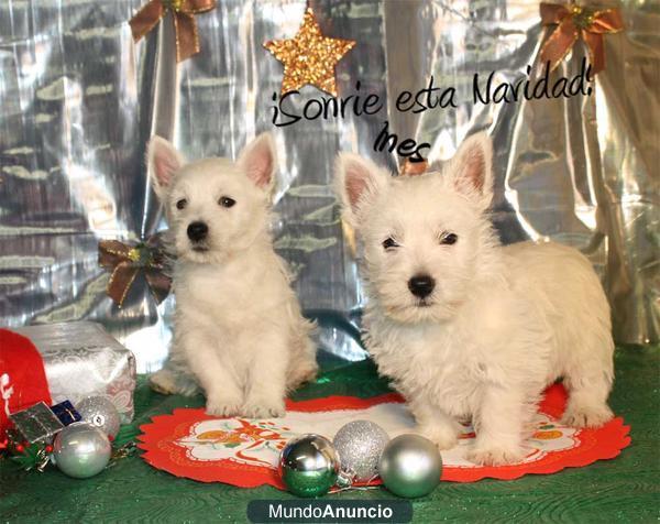 ¡Feliz Navidad con tu west higland!