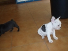 Bulldog Frances 495 euros - mejor precio | unprecio.es