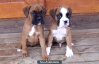 Cachorros Boxer 350 € - mejor precio | unprecio.es