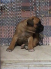 cachorros Boxer de pura raza - mejor precio | unprecio.es