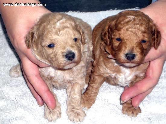 Cachorros Caniches Toy