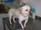 Copito x chihuahua en adopcion - mejor precio | unprecio.es