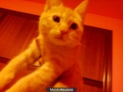 GATITOS MACHOS ENTRE 1MESES A 6 MESES - mejor precio | unprecio.es